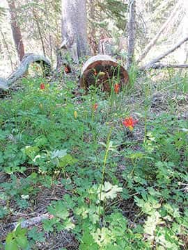 062614-TahoeTime_columbine