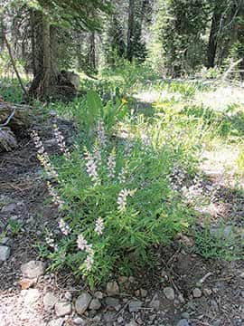 062614-TahoeTime_lupine
