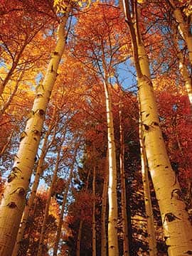 092514-Fall_Aspens_McGilvray