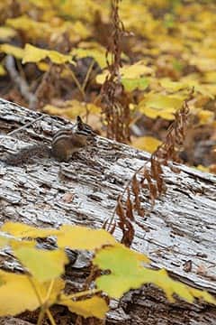 092514-Fall_ChipmunkintheFall_Thompson