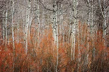 092514-Fall_Langton