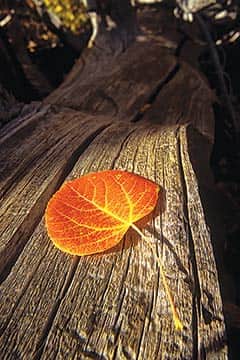 092514-Fall_Leaf_Klein