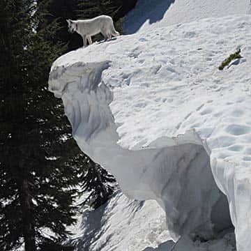031215-TahoeTime_YourTahoe_whitedog