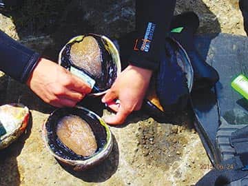 072315-GoneFishin_abalone