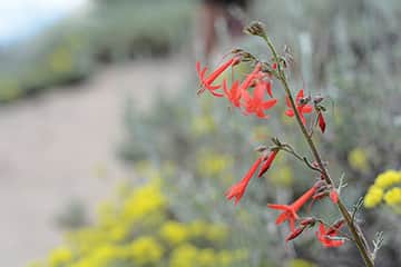 073015-TahoeTime_fireweed_0465