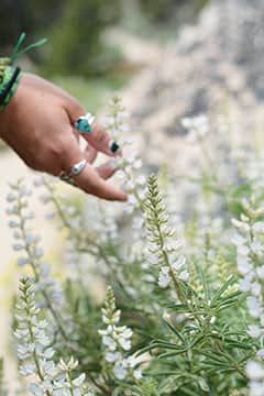 073015-TahoeTime_flowers_0467