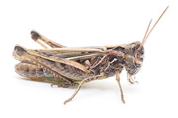 082715-TahoeTime_hopper4