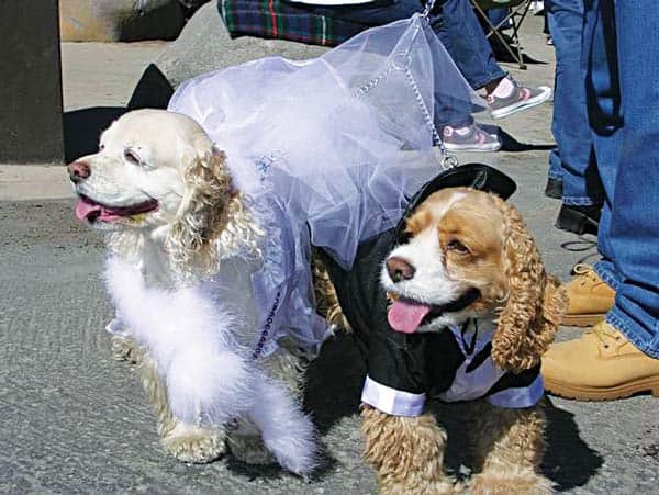 022516-Snowfest_DressUpYourDog_c.NTPUD