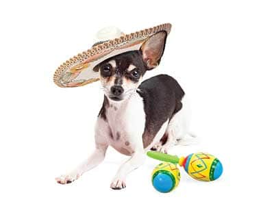 032416-CincoDeMayo_cutout