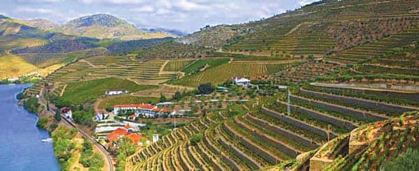 032416-Wine_Taylor'sPortVineyards