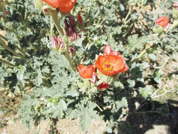 040716-EastSierra_AlabamaHills_Flower