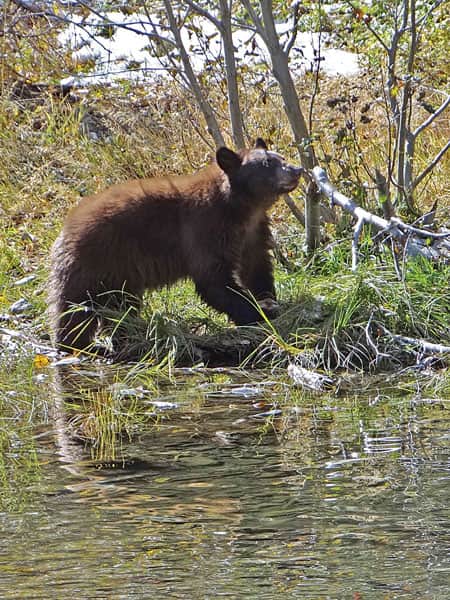 052616-Bears_TaylorCreekBearbyRickBerg