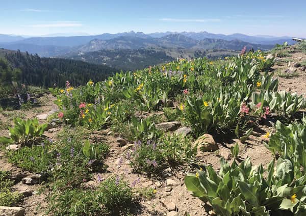 052616-Summer_MulesEars