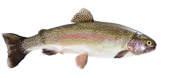 060216-Fishing_trout