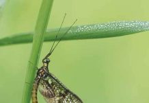 Aquatic Insects aquatic insects