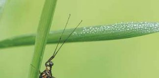 aquatic insects