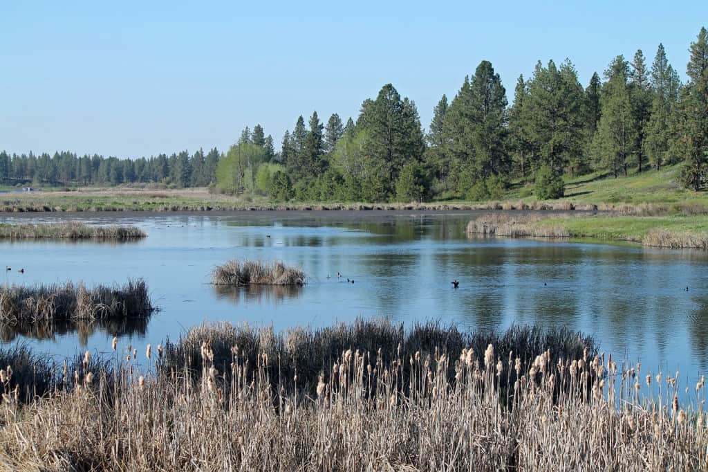 Marsh
