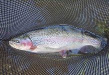 Fishing the Truckee River Fishing the Truckee River