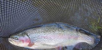 Fishing the Truckee River