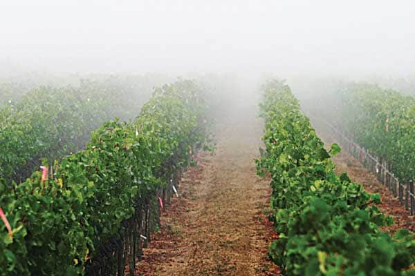 082516-Wine_Cooler-Climate-=-Better-Grapes