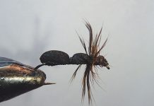 Fishing with carpenter ants
