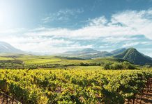Five Keys to Great Wine