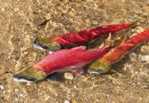 Fishing season begins in Tahoe Sierra