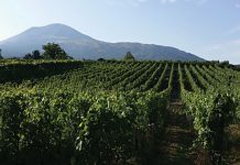 Italian Wines from Volcanos