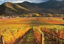 Warm Weather Wines