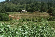 Napa’s Original Terriorists: Al and Boots Brounstein
