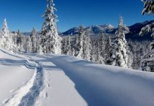 Forest Service Seeks input on snowmobile access