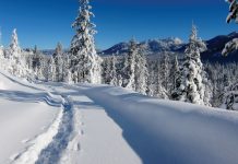 Forest Service eyes public access in Tahoe Basin