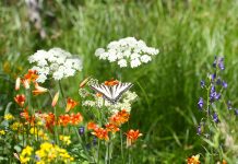 Citizen scientists needed to count butterflies, dragonflies and more